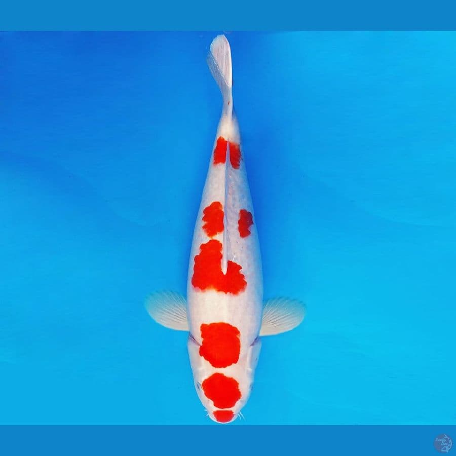 GODZILLA 1 ~ KOHAKU INDUKAN 55 cm/fm ™