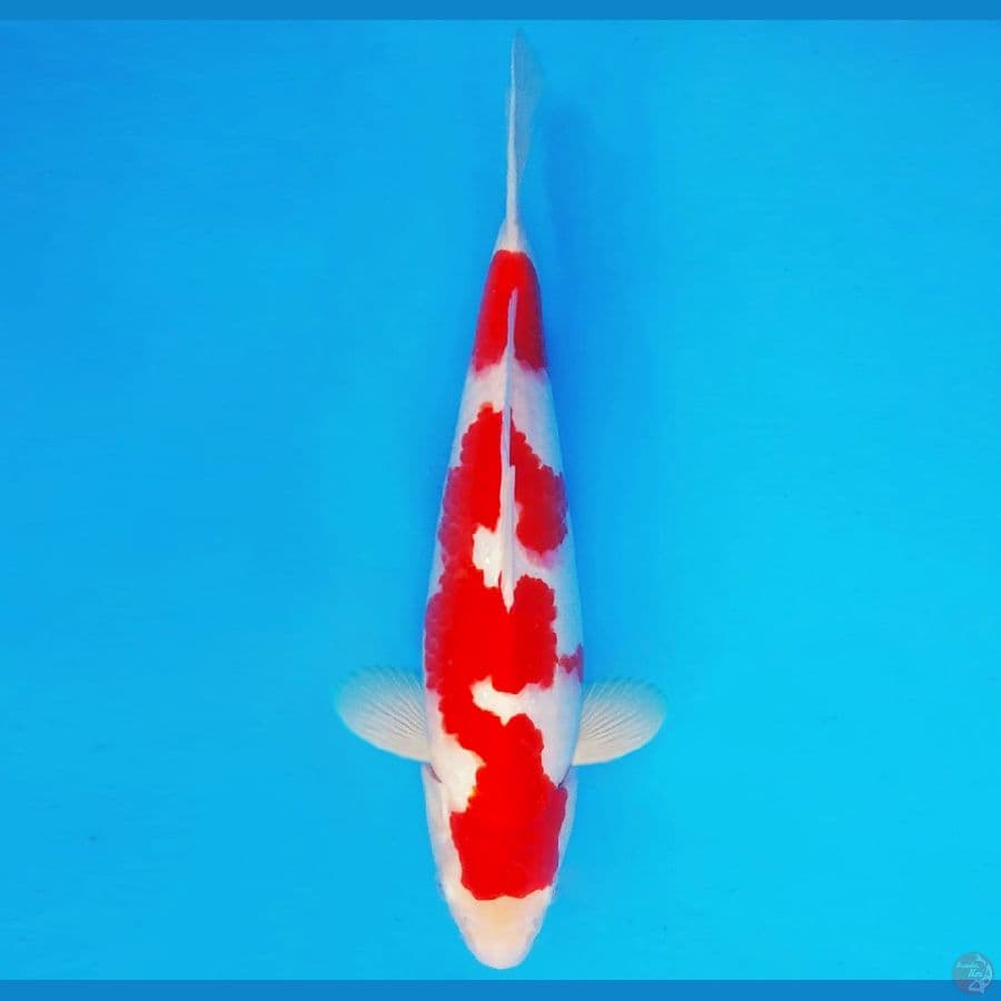 GODZILLA 6 ~ KOHAKU 35 cm/male ™
