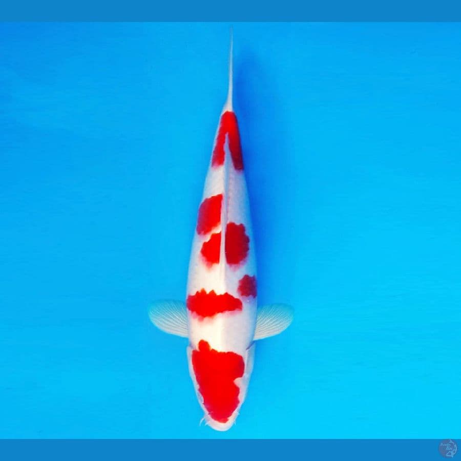 GODZILLA 14 ~ SAKURA KOHAKU 34 cm/male ™