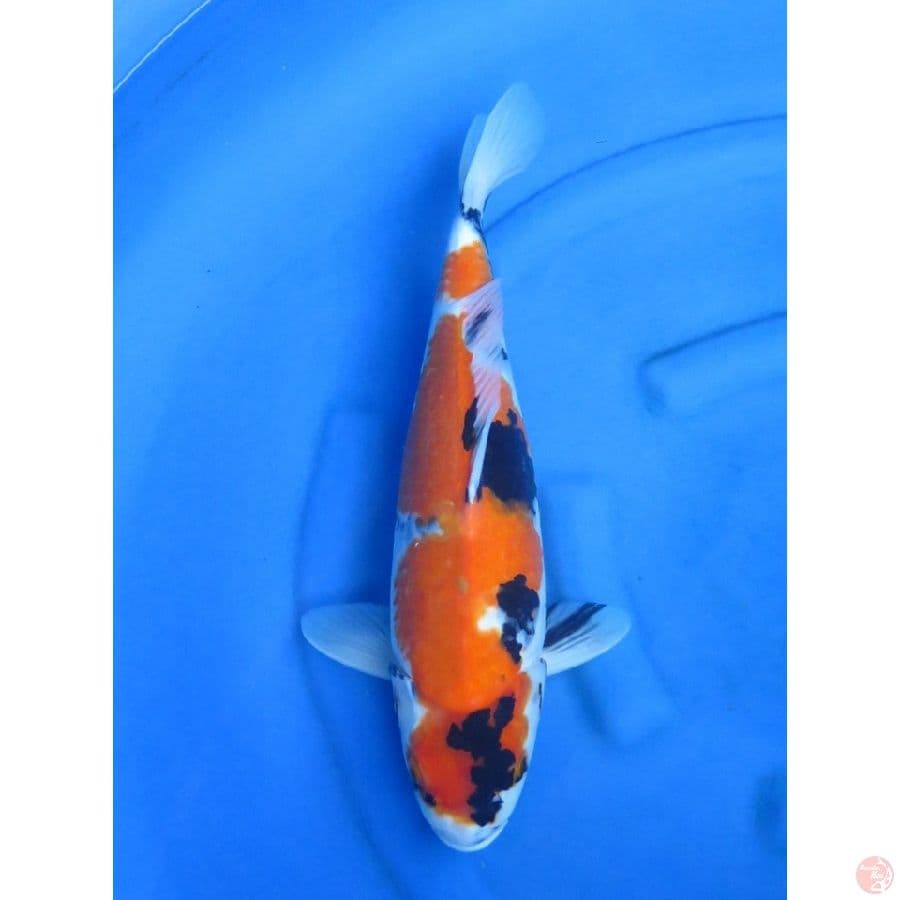47cm , Jumbo Showa Evolution