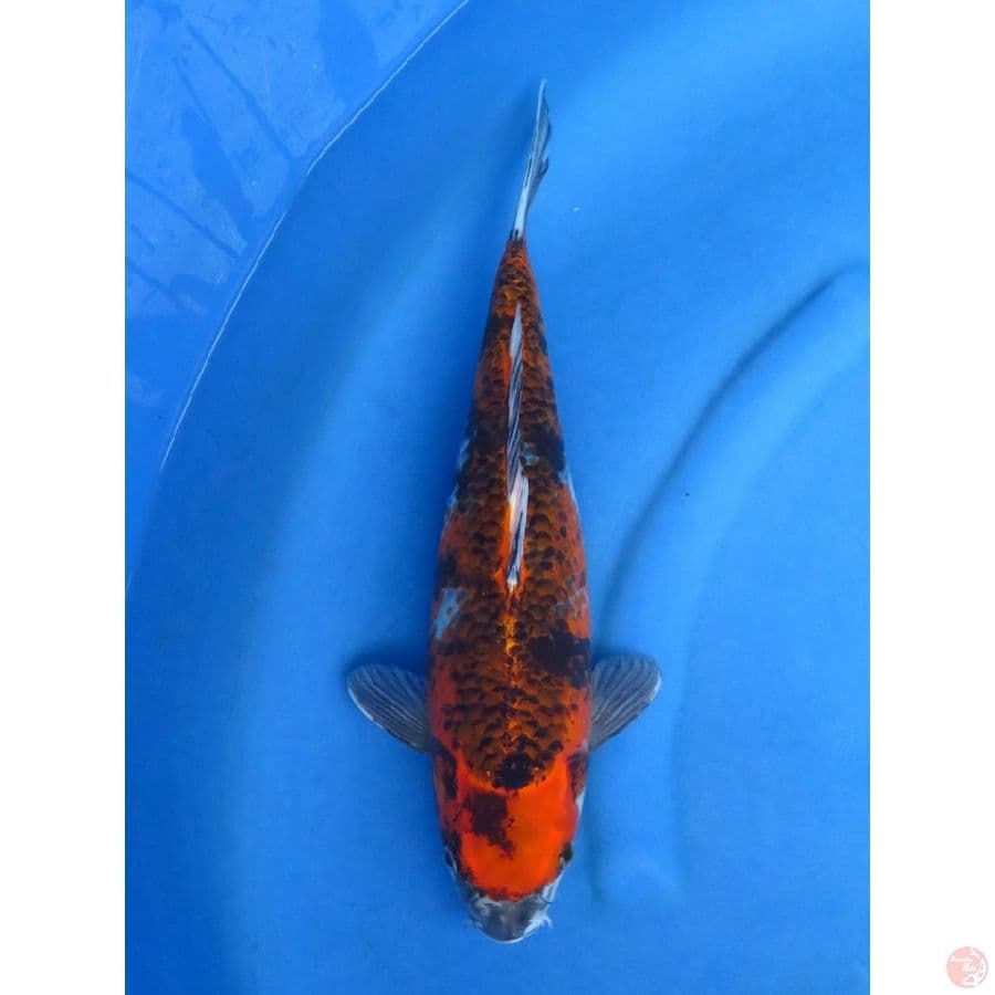 40cm , Unique -  Kage Showa 