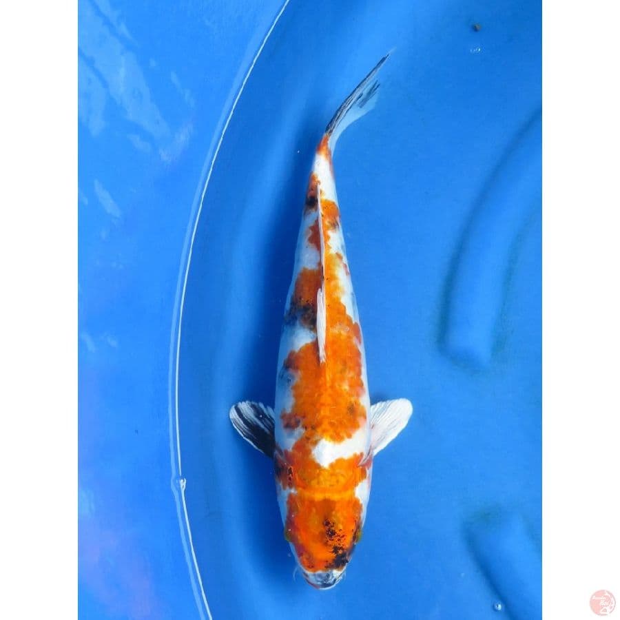 32cm , Kin Showa 