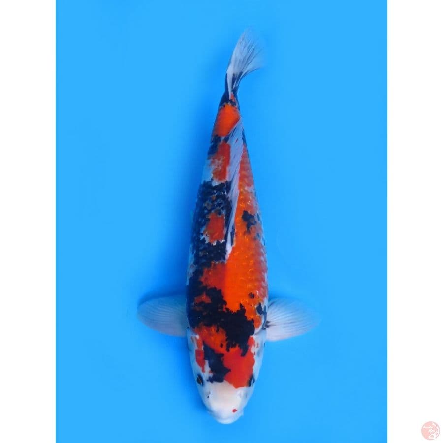 50cm , F1 Jumbo Showa Ginrin