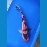 swa38 cm kolam filter