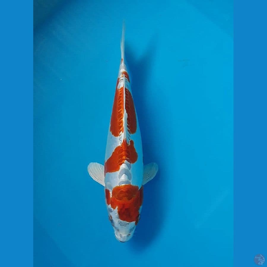 ~ 5 ~ Kikushui 25cm