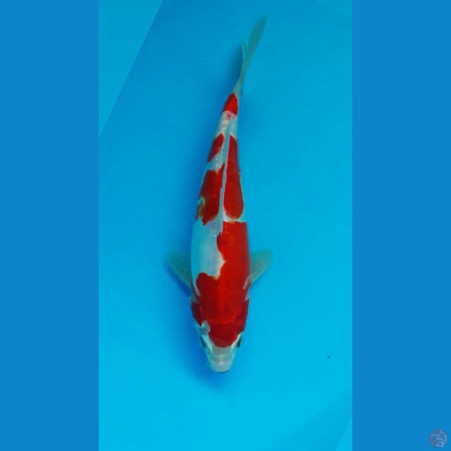 ~ 2 ~ Kuhaku Doit 24cm
