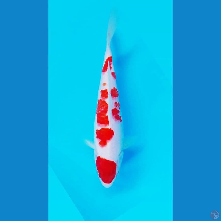 ~ 12 ~ Kohaku HQ 18cm