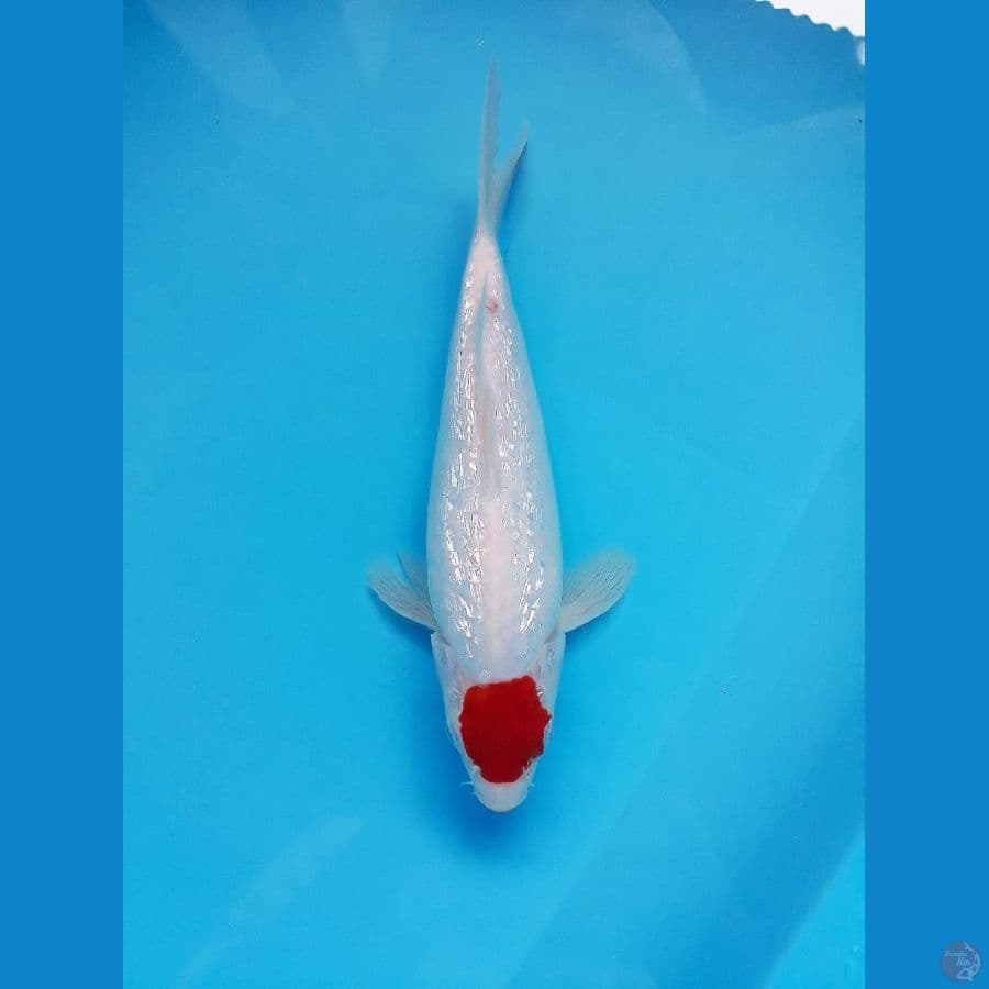 ~ 3 ~ Tancho Kohaku Gindrin SQ 25cm Ori ®