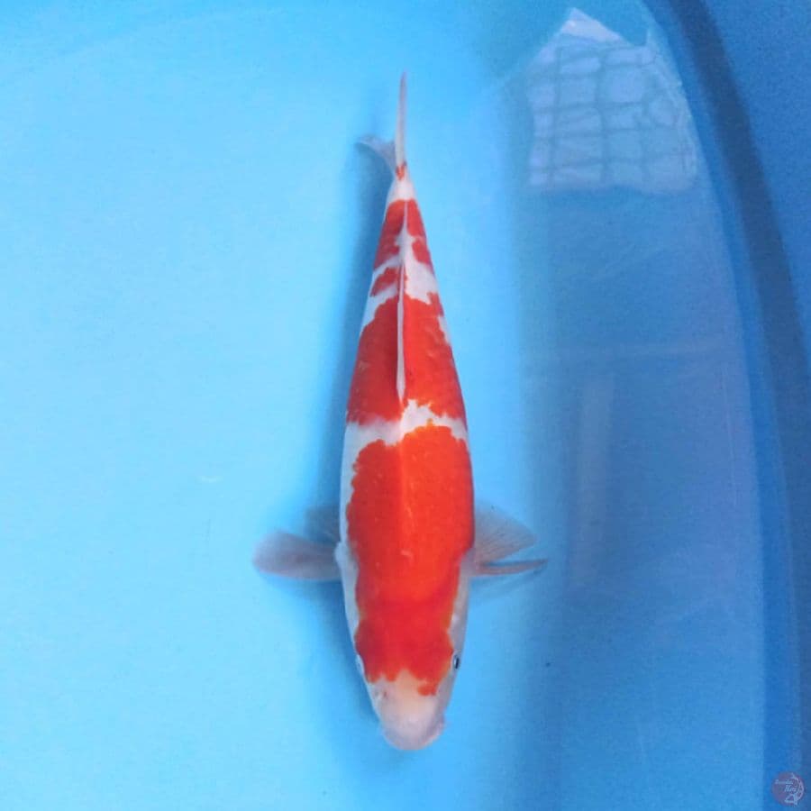 KOHAKU 35CM