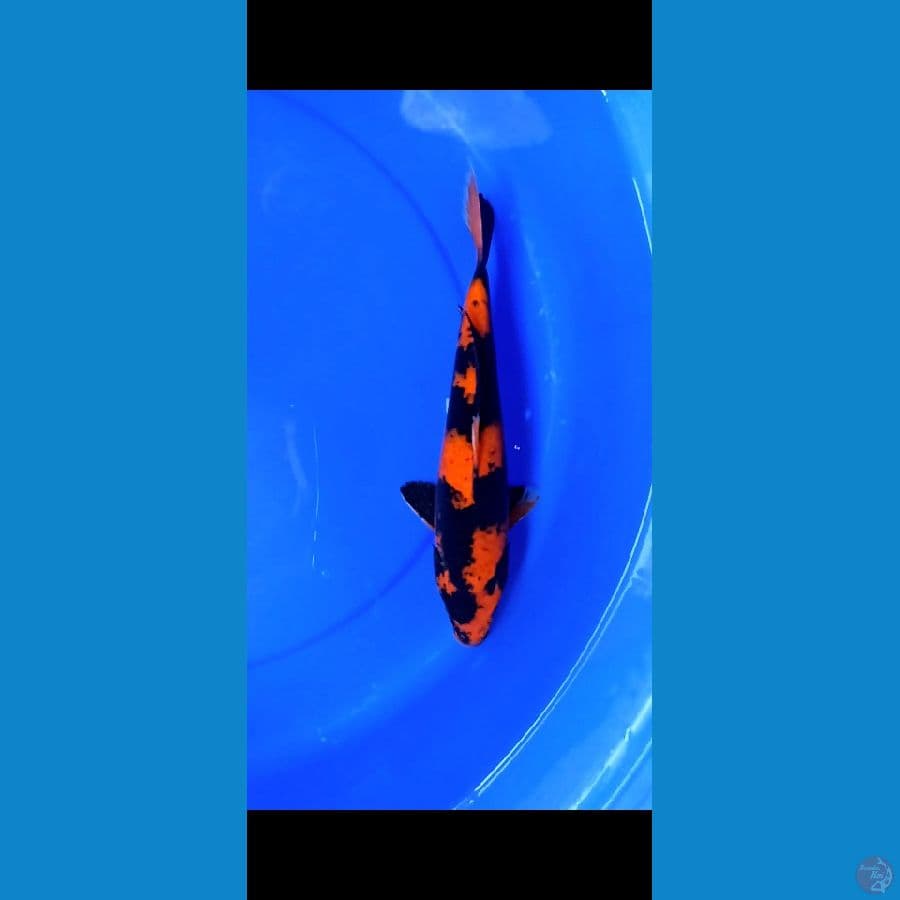 Hi Utsuri 33cm