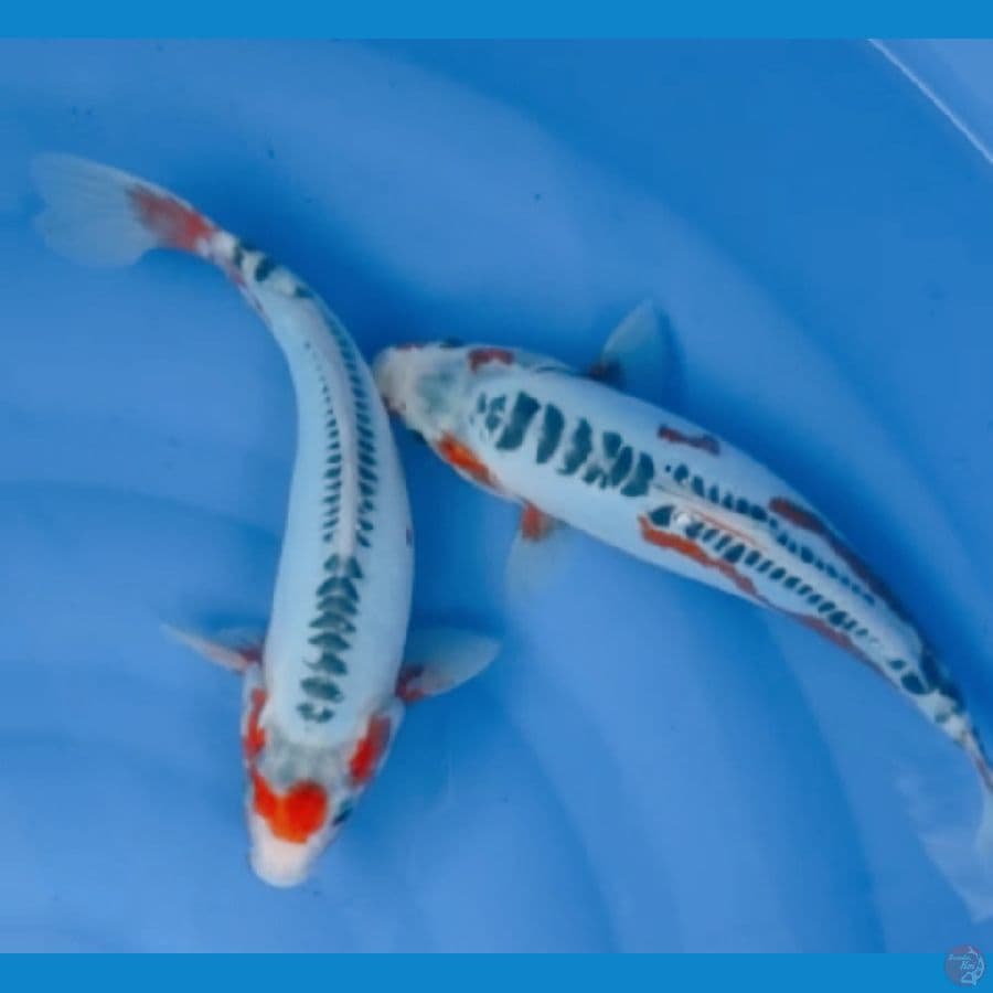 Shusui 25 cm
