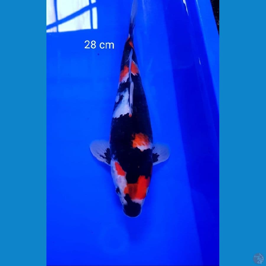 showa 28 cm
