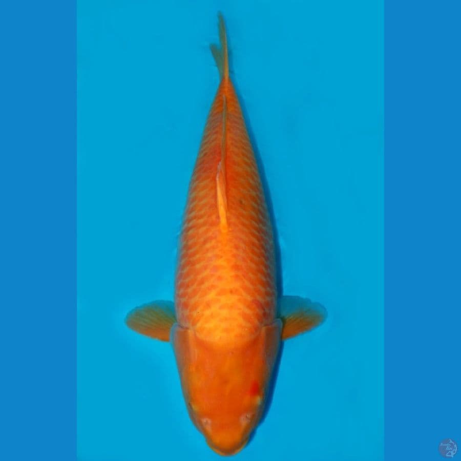 JUMBO HIGH QUALITY RED KARASHI 56CM