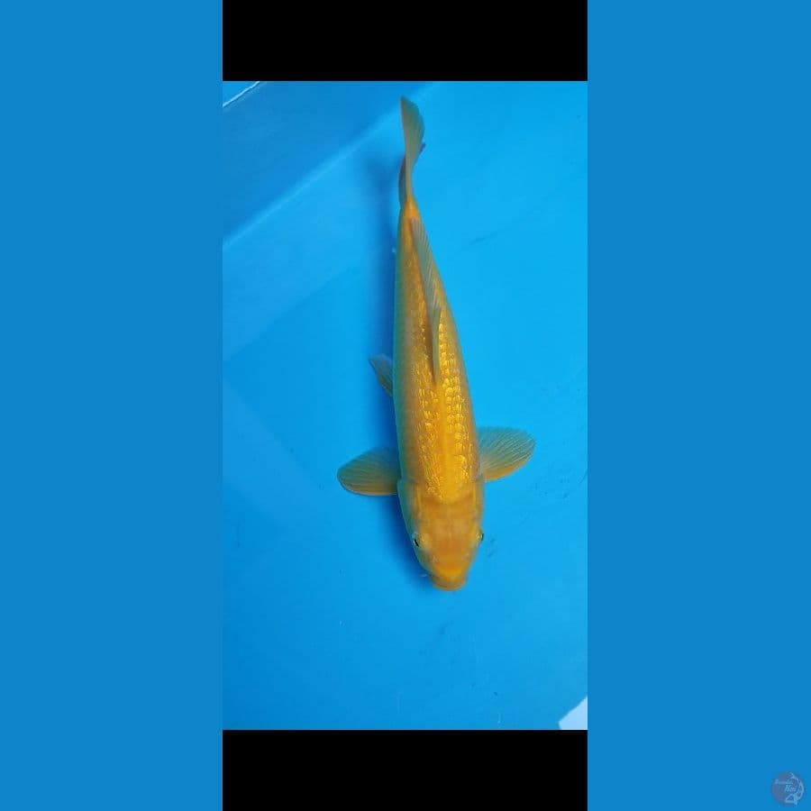 KARASHI GINRIN MUNUK MULUS JANTAN 41CM