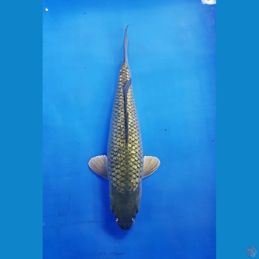 SURAGOI FULL GINRIN 32 CM 