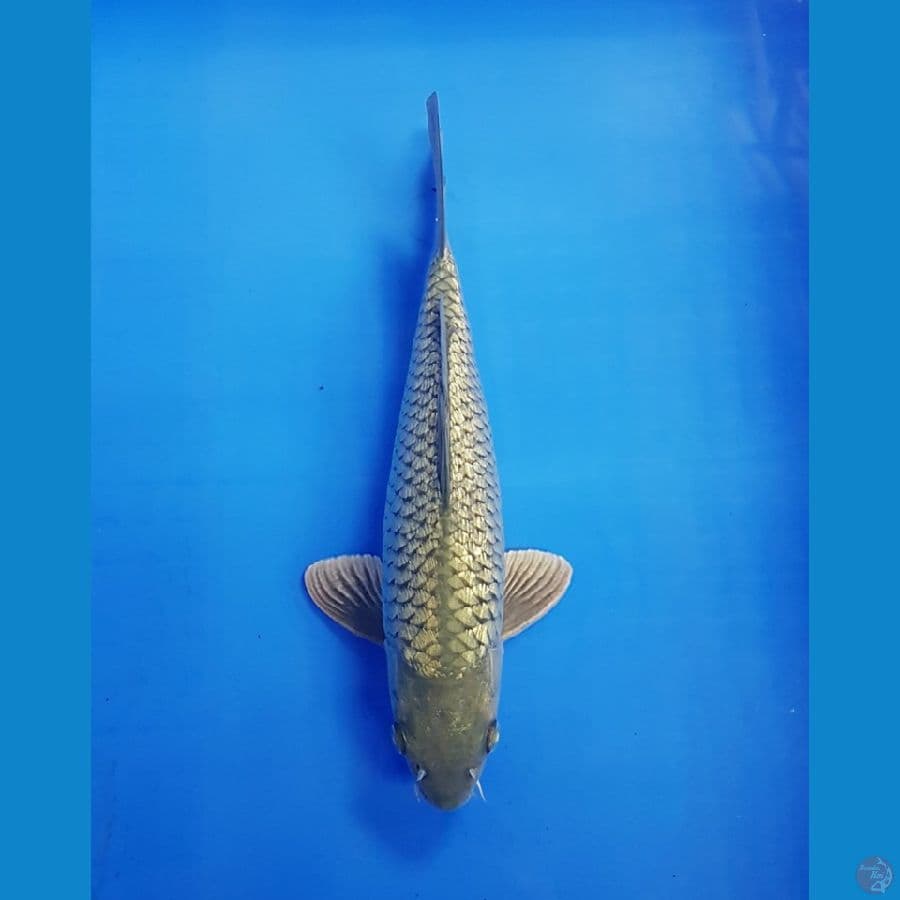 SURAGOI FULL GINRIN MALE 27 CM 
