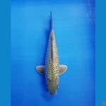 SURAGOI FULL GINRIN MALE 27 CM 
