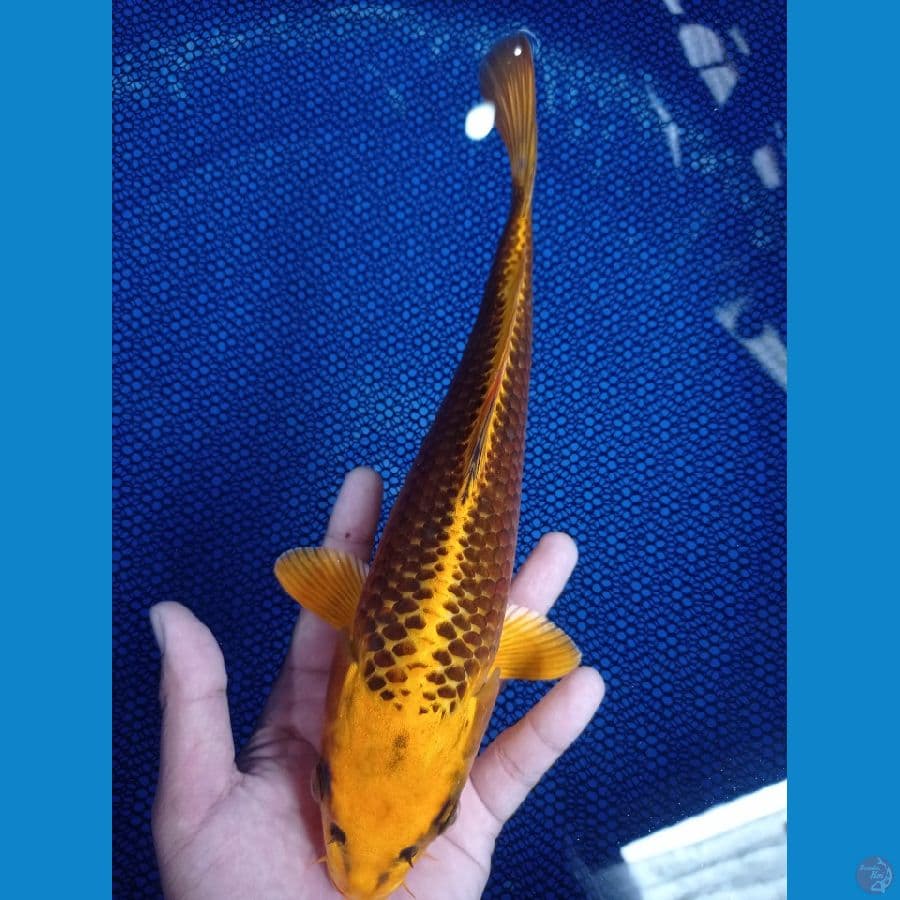 MASTER KOI ~ KIN MATSHUBA SUPER QUALITY ‼️