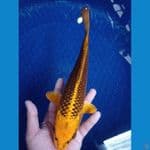 MASTER KOI ~ KIN MATSHUBA SUPER QUALITY ‼️