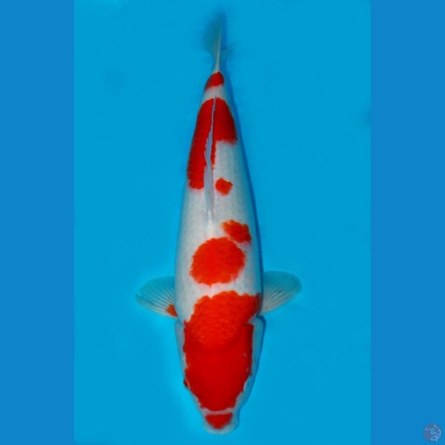 JUMBO HIGH QUALITY SANDAN KOHAKU 51CM MALE