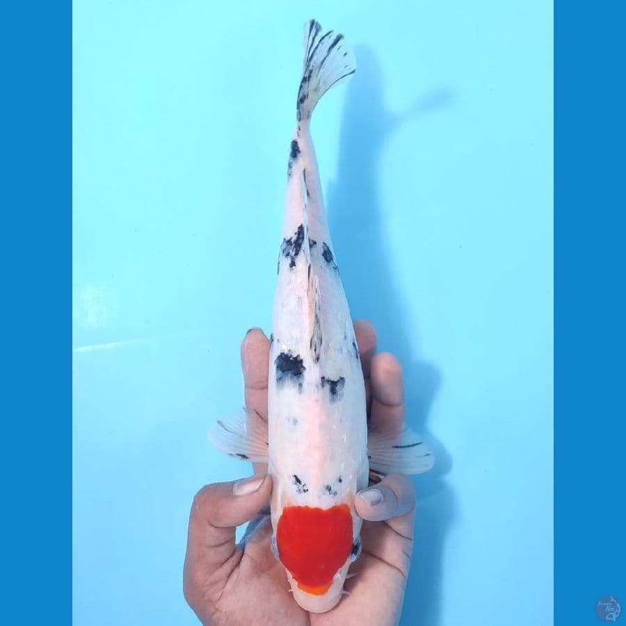 TANCO SANKE ~30CM/FEEMALE~