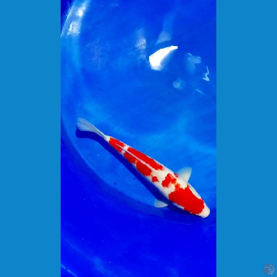 kohaku 40 cm male