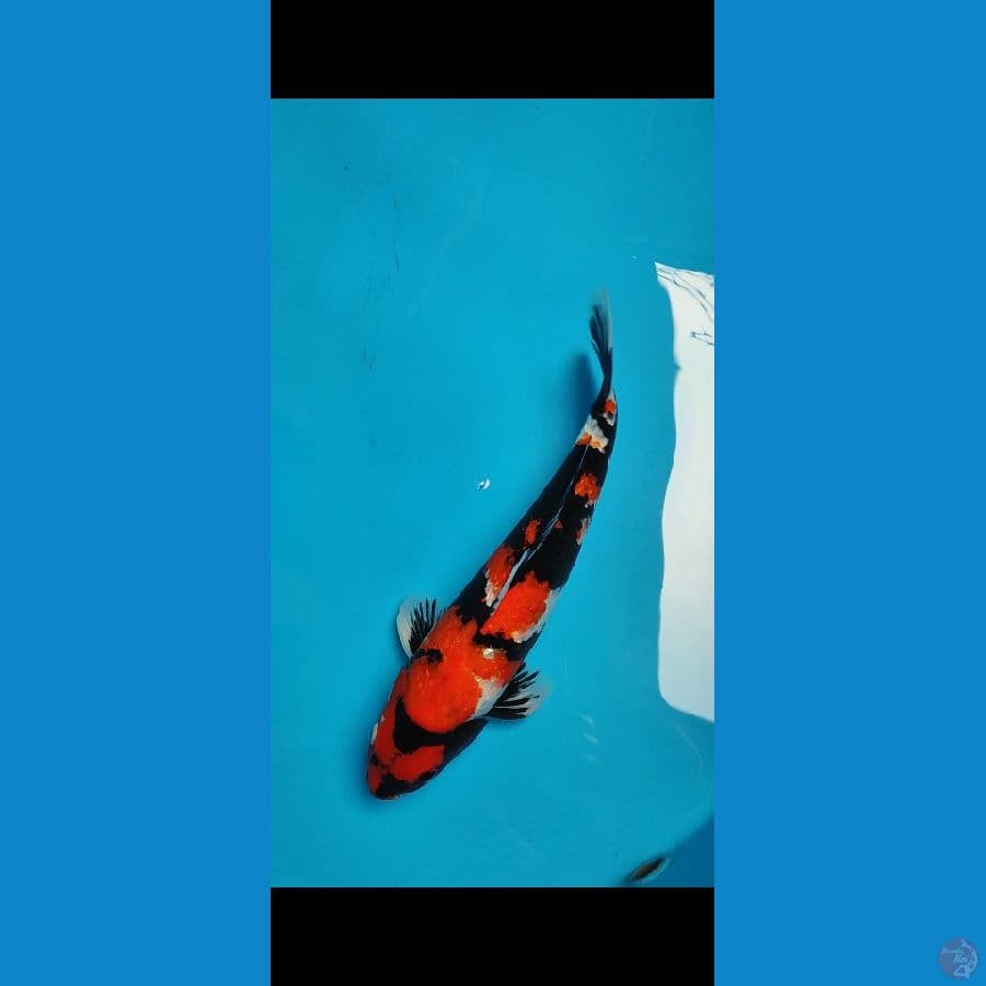 SHOWA GINRIN MOTOGORO JANTAN 42CM
