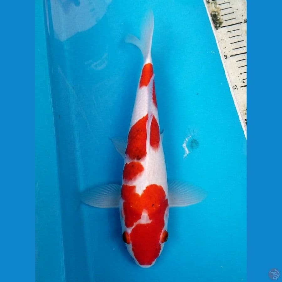 aigoromo 33 cm male