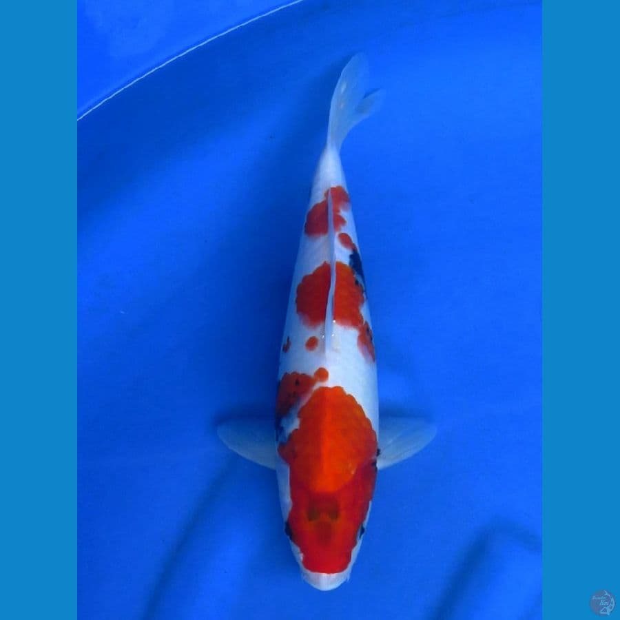 32cm showa tategoi sq