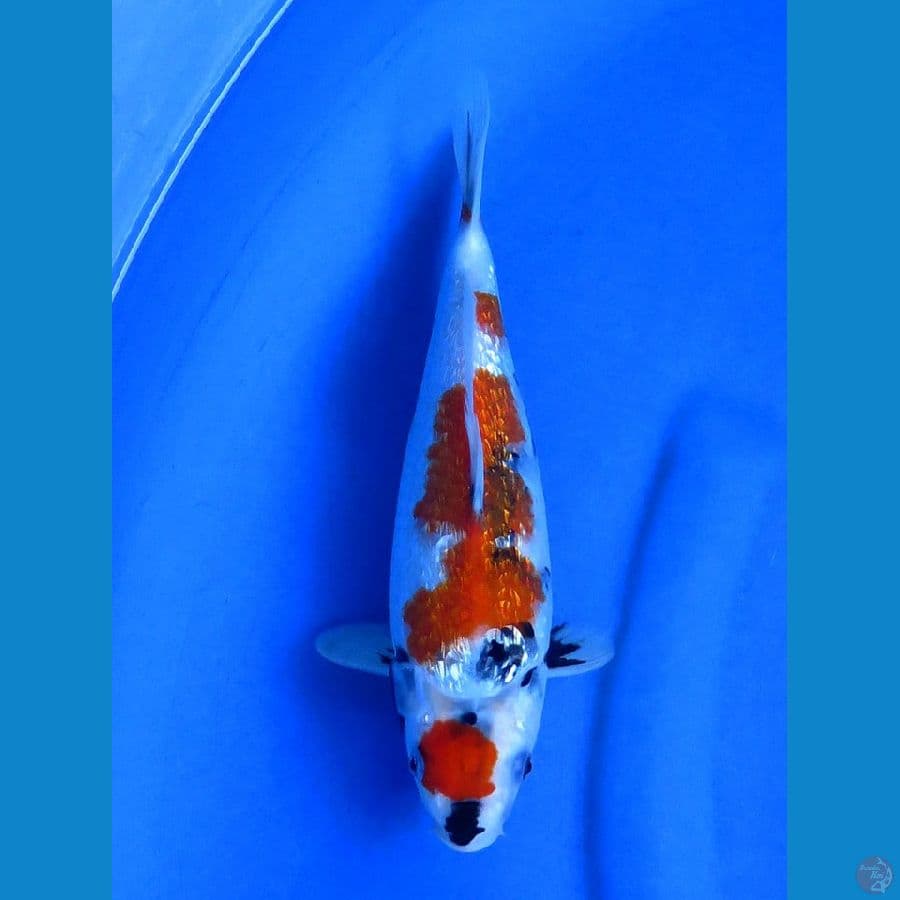 27cm , JT Kindai Showa