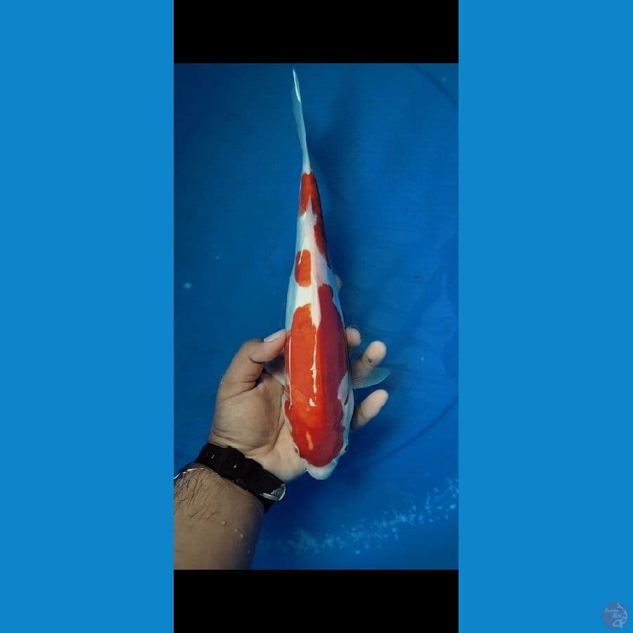 kohaku doitsu size 33