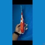 kohaku doitsu size 33 