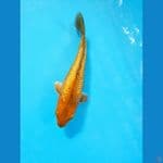 quality chagoi ginrin +-20cm 