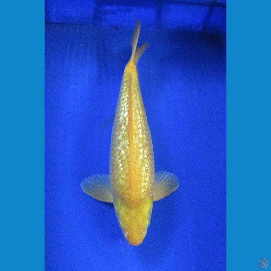 karashi ginrin ±38cm super bulky