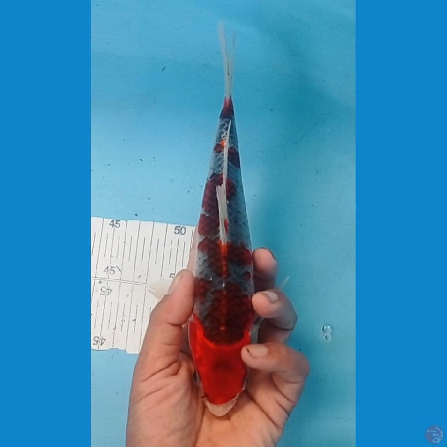 TM. koi. Blitar gosiki 24 cm 