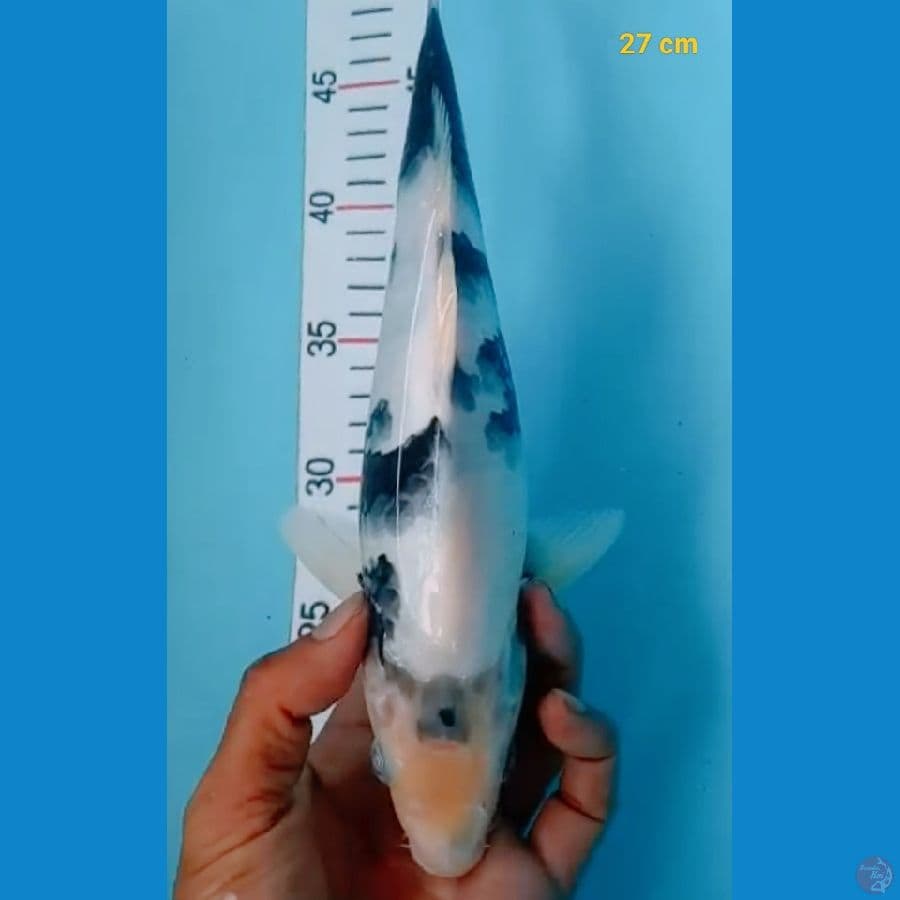 Shiro 27 cm