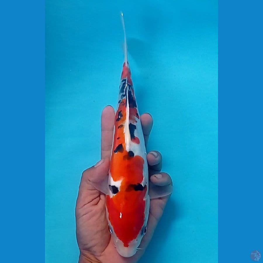 TM. koi. Blitar sanke doitzu 25 cm