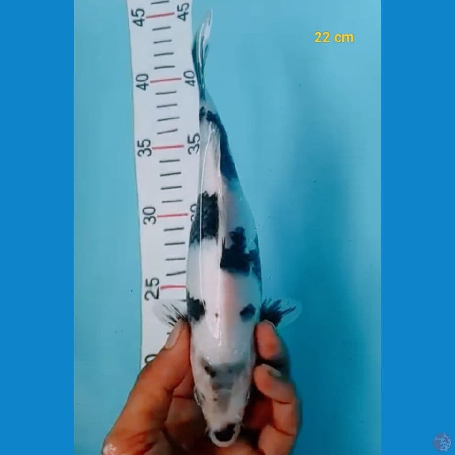 SQ shiro 22 cm