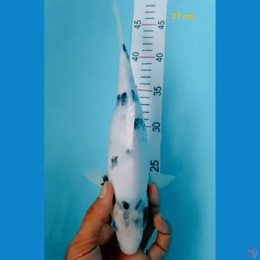Sq shiro 25 cm