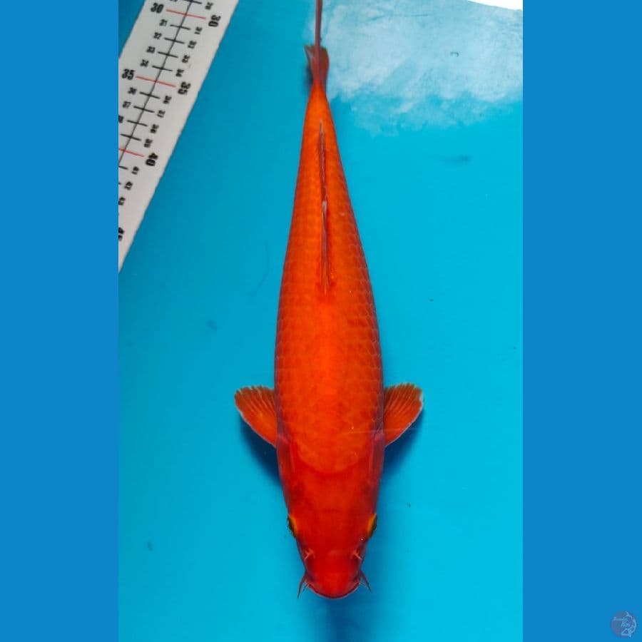 benigoi male 28cm 