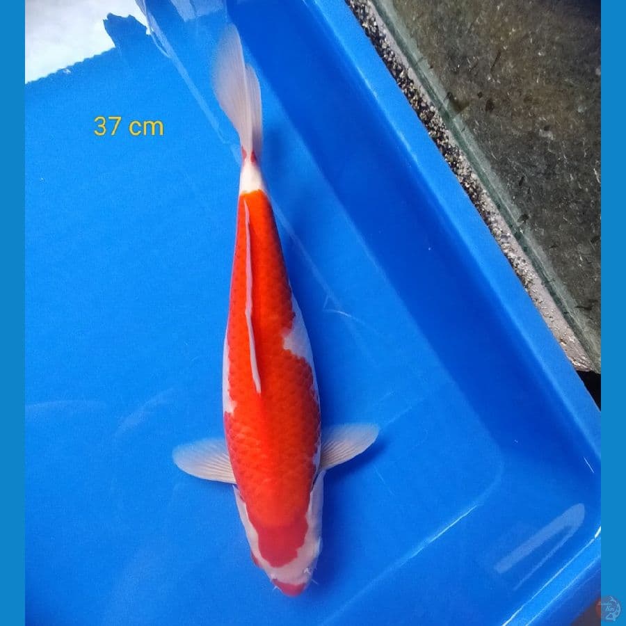 kohaku kuchibeni