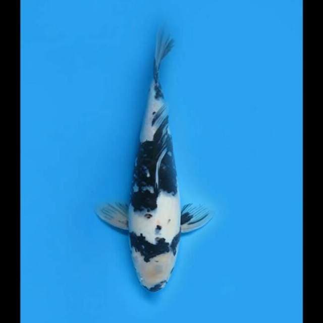 43cm - F1 Shiro Utsuri Jumbo
