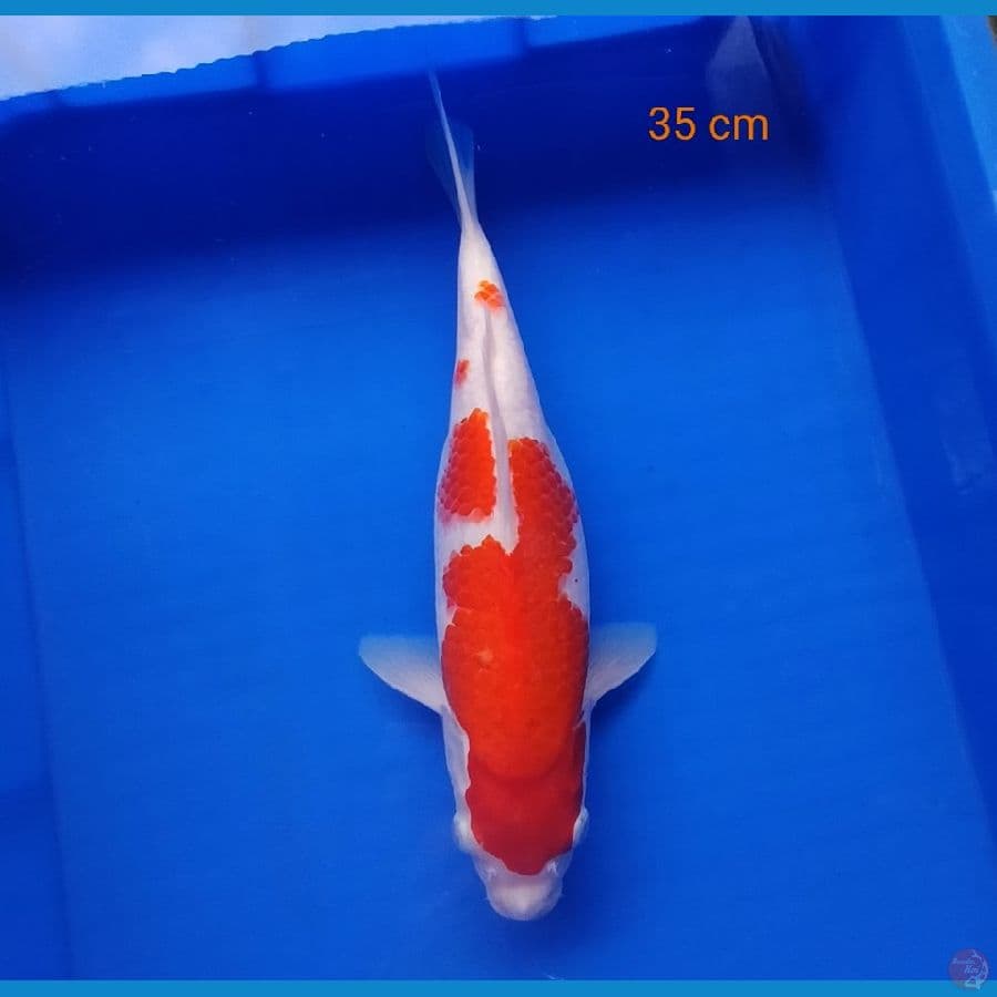 Kohaku 35 cm