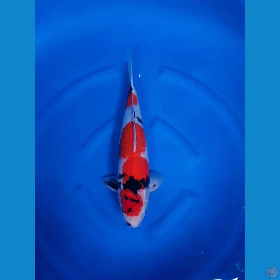 Showa male 42cm original calon joosss