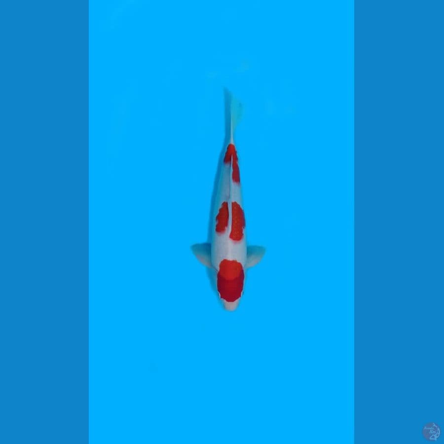 Hoky# Kohaku 3step Ori M/38cm