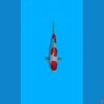 Hoky# Kohaku 3step Ori M/38cm
