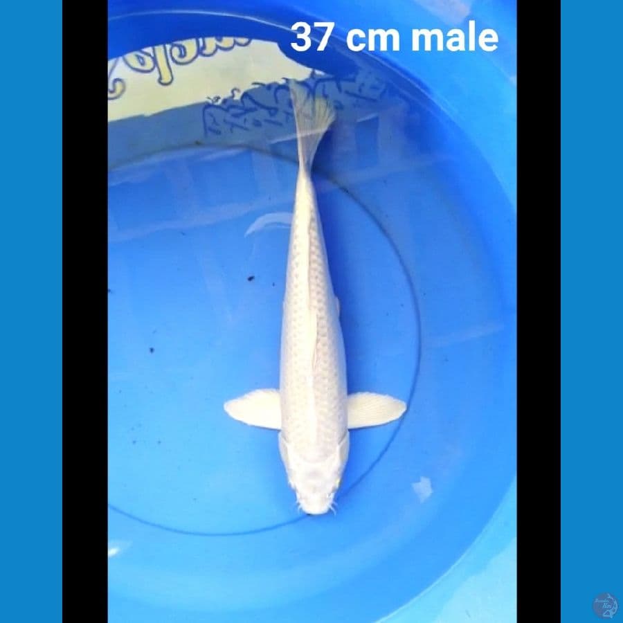 Platinum putih bersih 37 cm male
