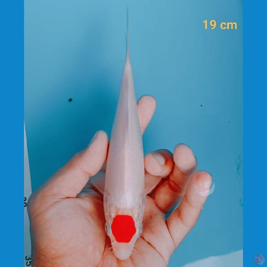 TANCHO F1 19 CM