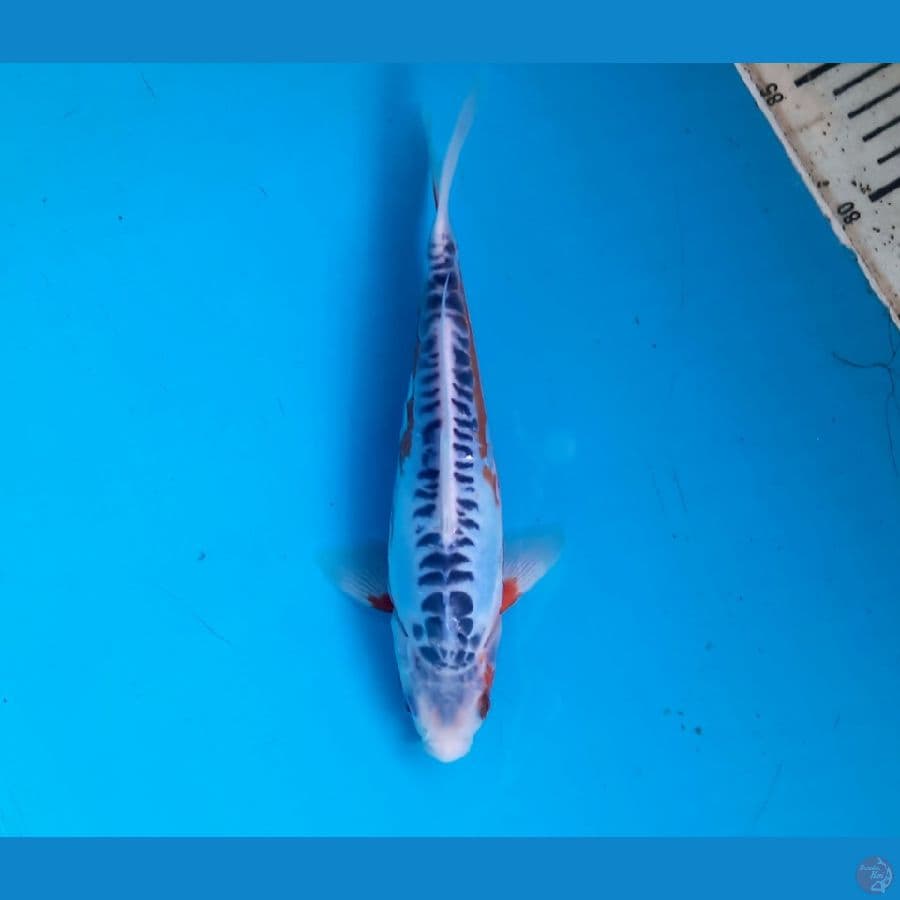 Shusui 23cm