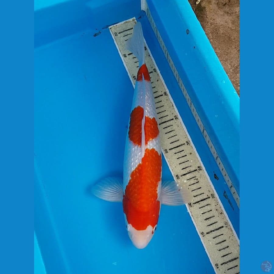 SQ SANDAN KOHAKU GINRIN 38 cm